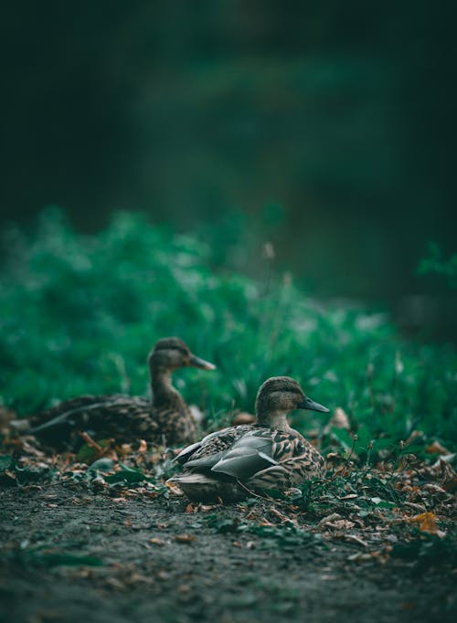 Základová fotografie zdarma na téma divočina, hloubka ostrosti, kachny