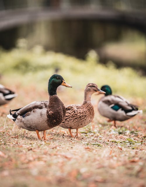 Free Pair of Ducks in Park Stock Photo