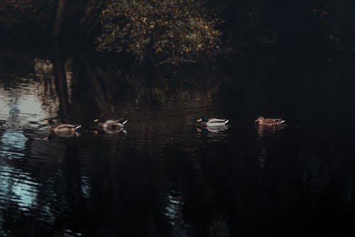 Ducks on Water