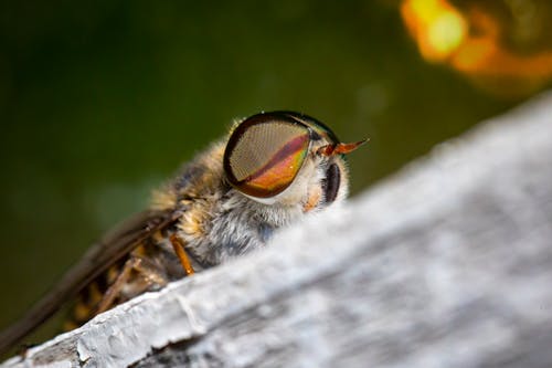 Foto d'estoc gratuïta de aparell de muntanya, extrem de prop, insecte