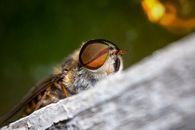 Black and Brown Fly on Gray Wood