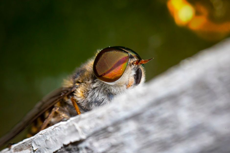 Close-up view of a horsefly showcasing its colorful, detailed compound eyes.