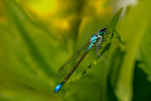 Close-up of a Dragonfly 