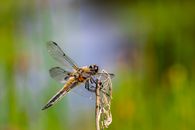 Blue and Yellow Dragonfly Perched on Brown Stem in Tilt Shift Lens