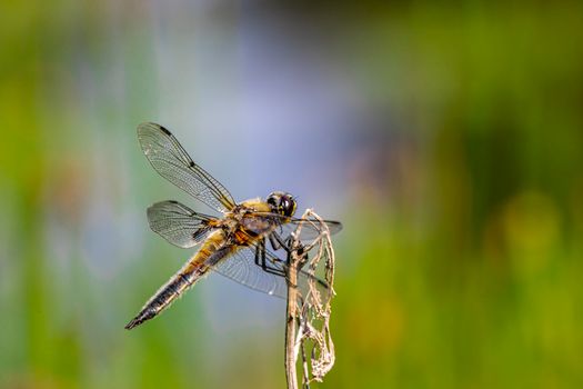 Dragonfly Perched on a Dried Stem 