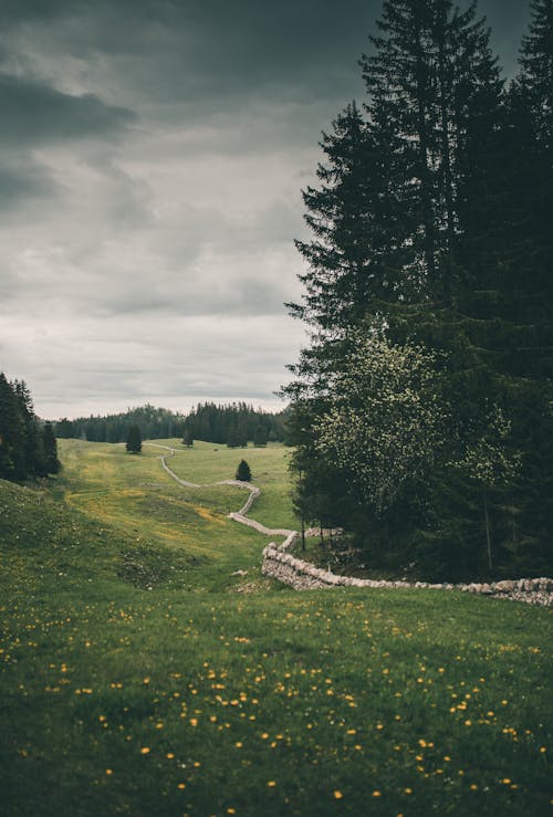 Scenic View of Tall Trees Near the Grass Field