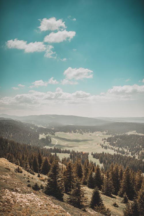 Free Aerial Photography of Pine Trees on the Hill Stock Photo