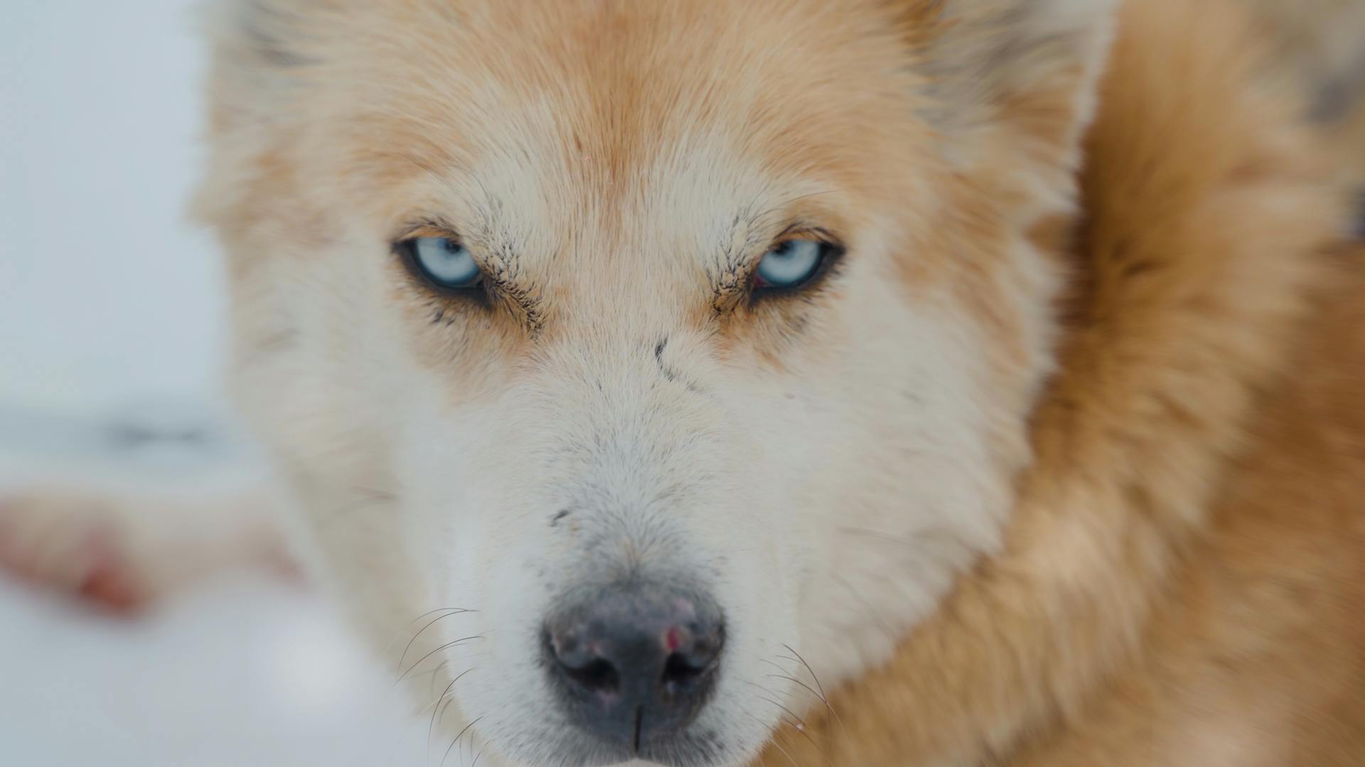 Brown and White Siberian Husky