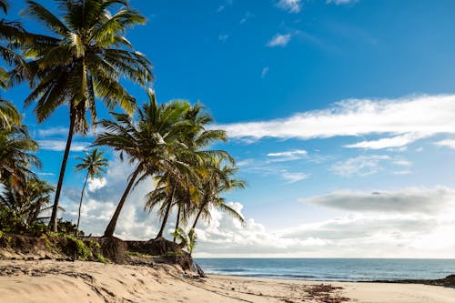 Free Palm Tree on Beach Shore Stock Photo