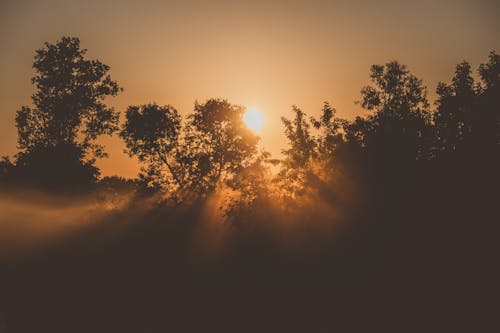 Gratuit Photos gratuites de arbres, brouillard, lever de soleil Photos