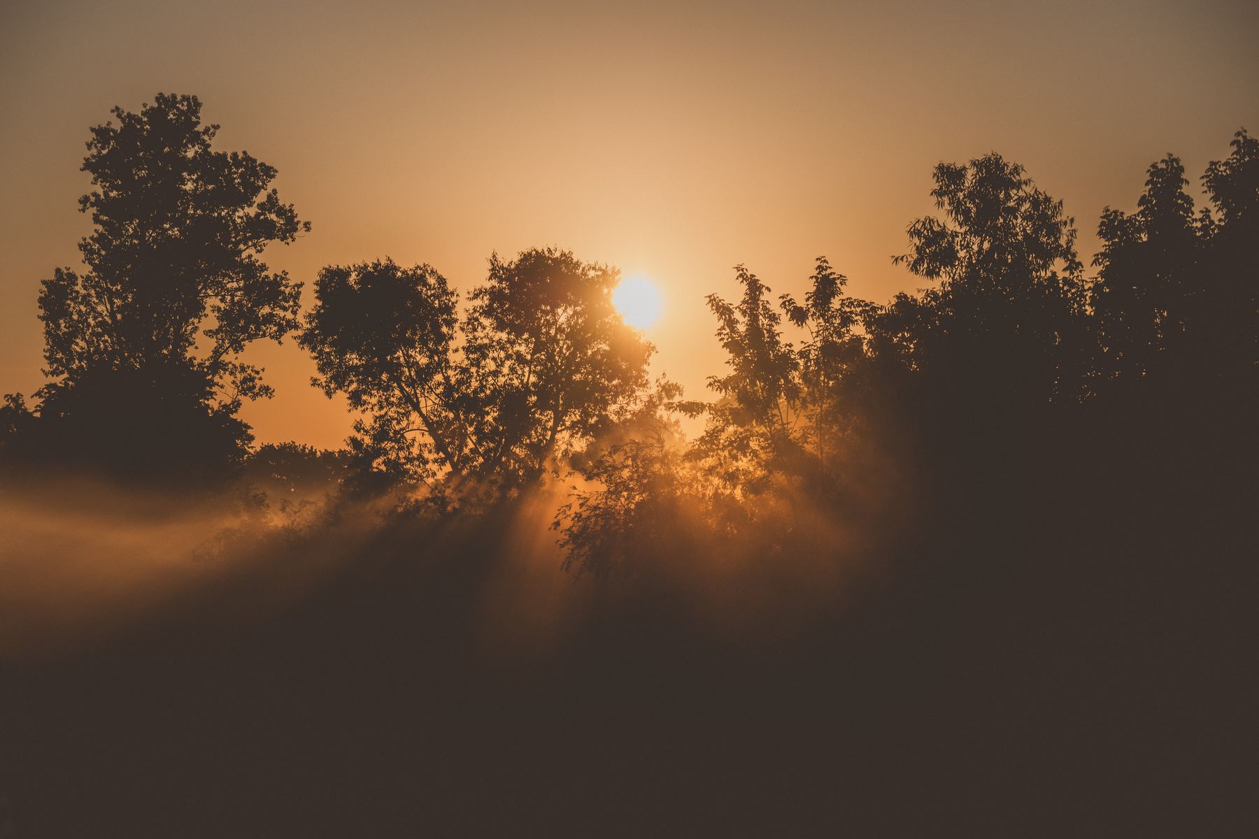 Sunbeams piercing fog through silhouetted trees at sunset — Mikolaj Kolodziejczyk on Pexels