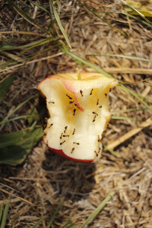 Free Red and Black Ants Eating an Apple Core Stock Photo