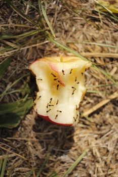 特写镜头：蚂蚁在户外草地上啃食苹果
