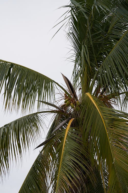 Foto stok gratis bidikan sudut sempit, Daun-daun, kelapa