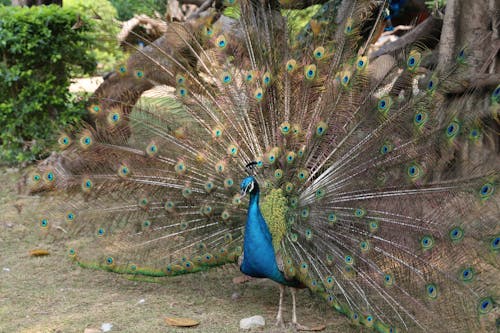 Foto stok gratis binatang, bulu burung, bulu merak