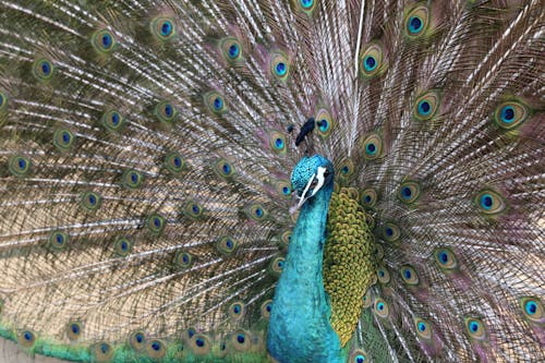 Free A Close-Up Shot of a Peacock Stock Photo