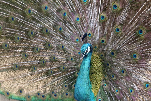 Foto profissional grátis de animais selvagens, animal, ave