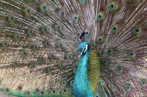 Free Detailed image of a male peacock displaying its colorful feathers, highlighting the eye-catching plumage. Stock Photo