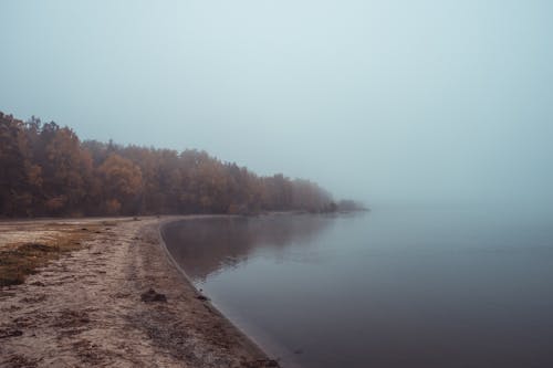 Imagine de stoc gratuită din arbori, atmosferă sumbră, cețos