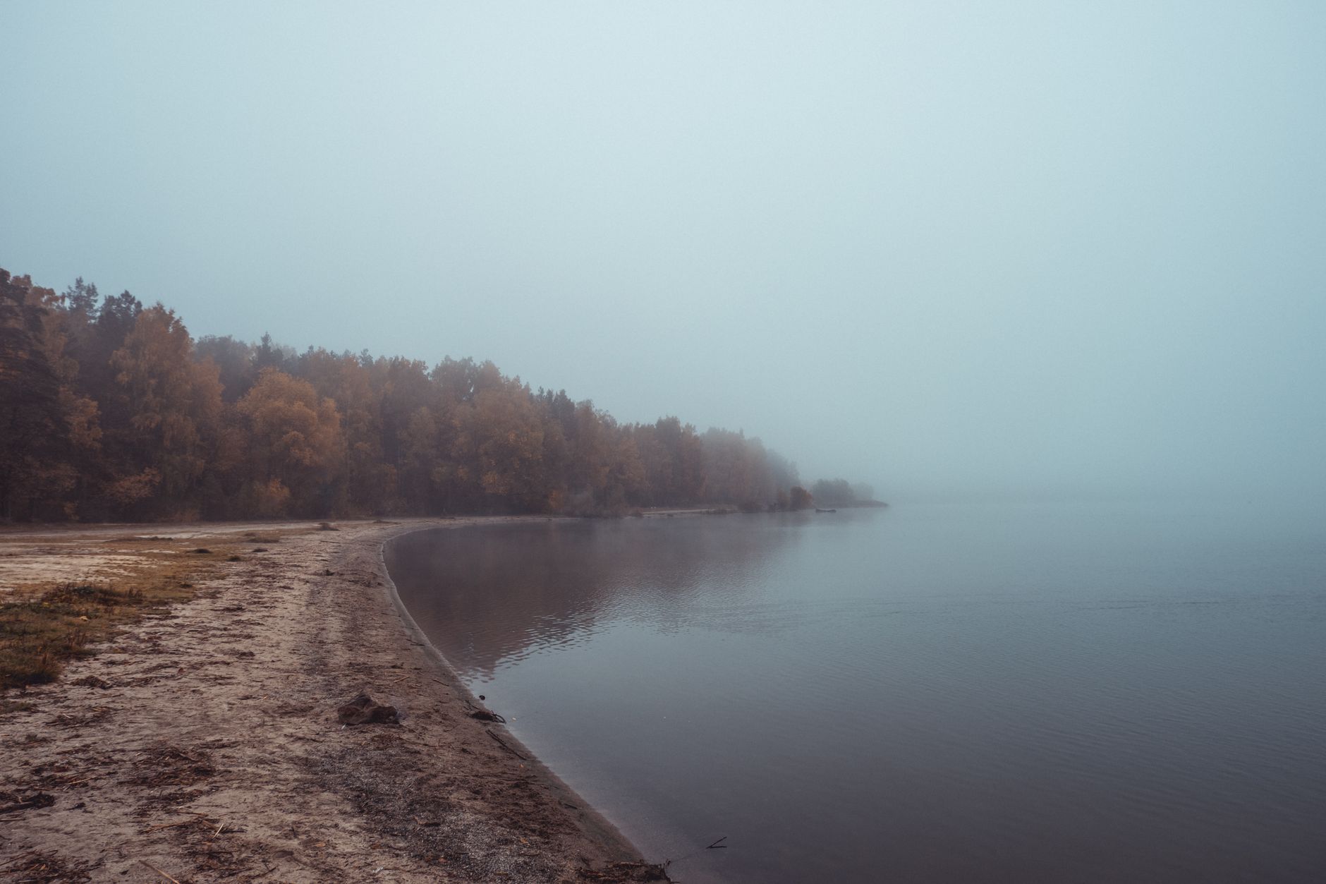 A tranquil beach scene with fog enveloping the treeline, creating a moody and serene atmosphere.