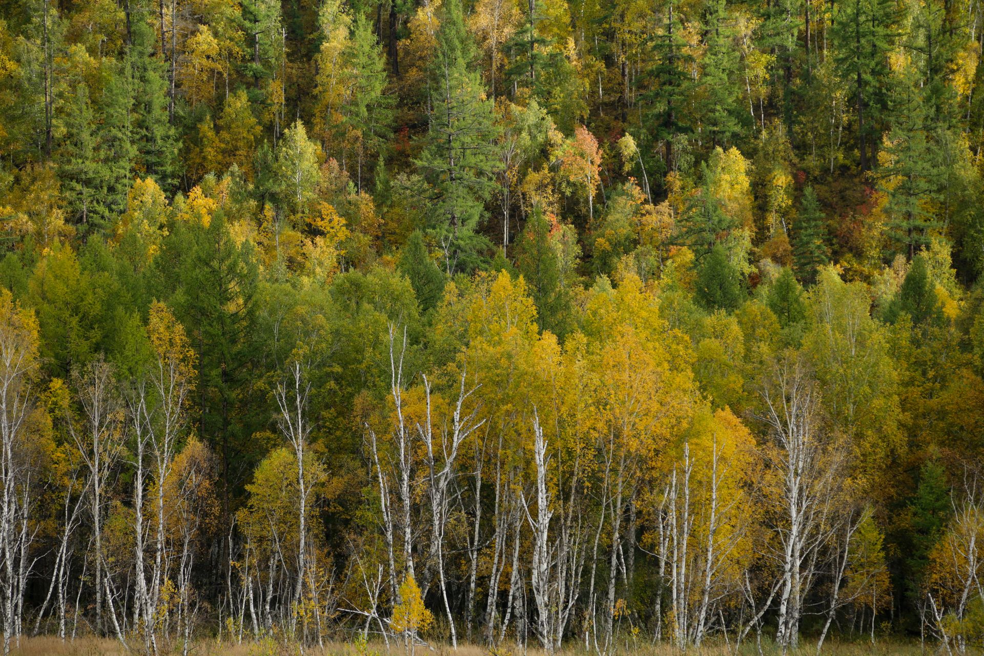A lush forest scene showcasing birch trees and vibrant autumn foliage.