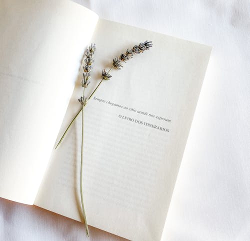 Dried Flowers on a Book Page
