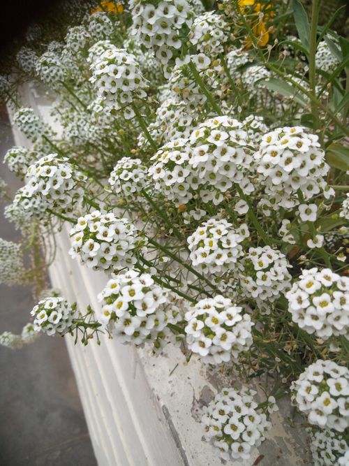 Free stock photo of flowers in bloom, white Stock Photo