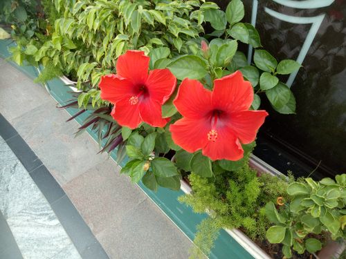 Free stock photo of hibiscus, red flowers Stock Photo