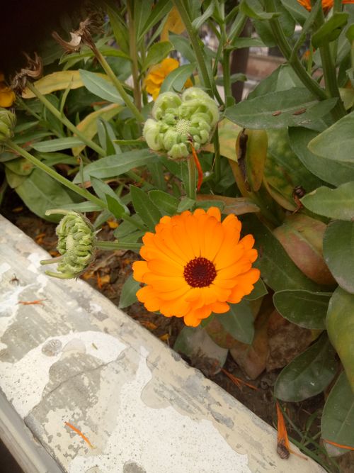 Free stock photo of blooming flower, bright colors Stock Photo