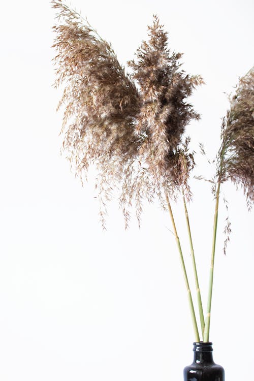 Dried Plants on a Vase