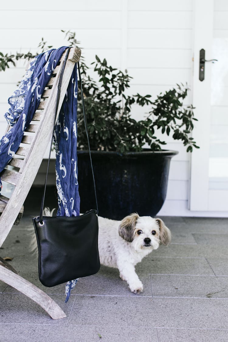 Cute Dog Walking On Floor Against Lounger