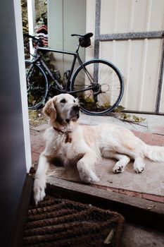 一只可爱的金毛猎犬躺在郊区住宅楼门廊的垫子上，旁边停着一辆自行车