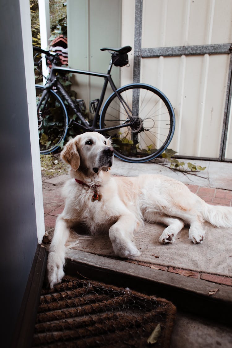 Retriever Lying On Doorstep Of House