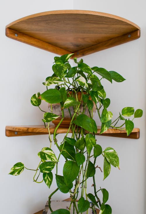 Potted flower on wooden shelf