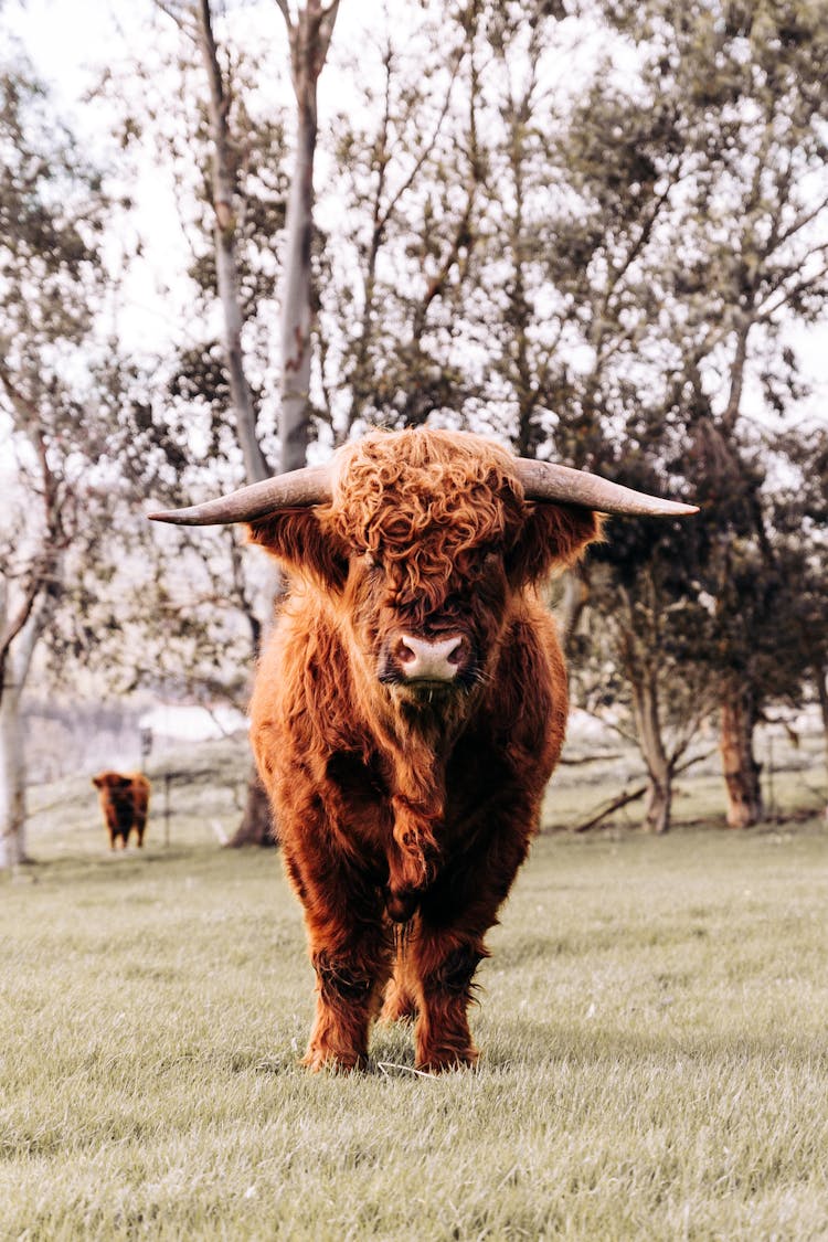 Wild Brown Bull On Grassy Lawn Near Trees