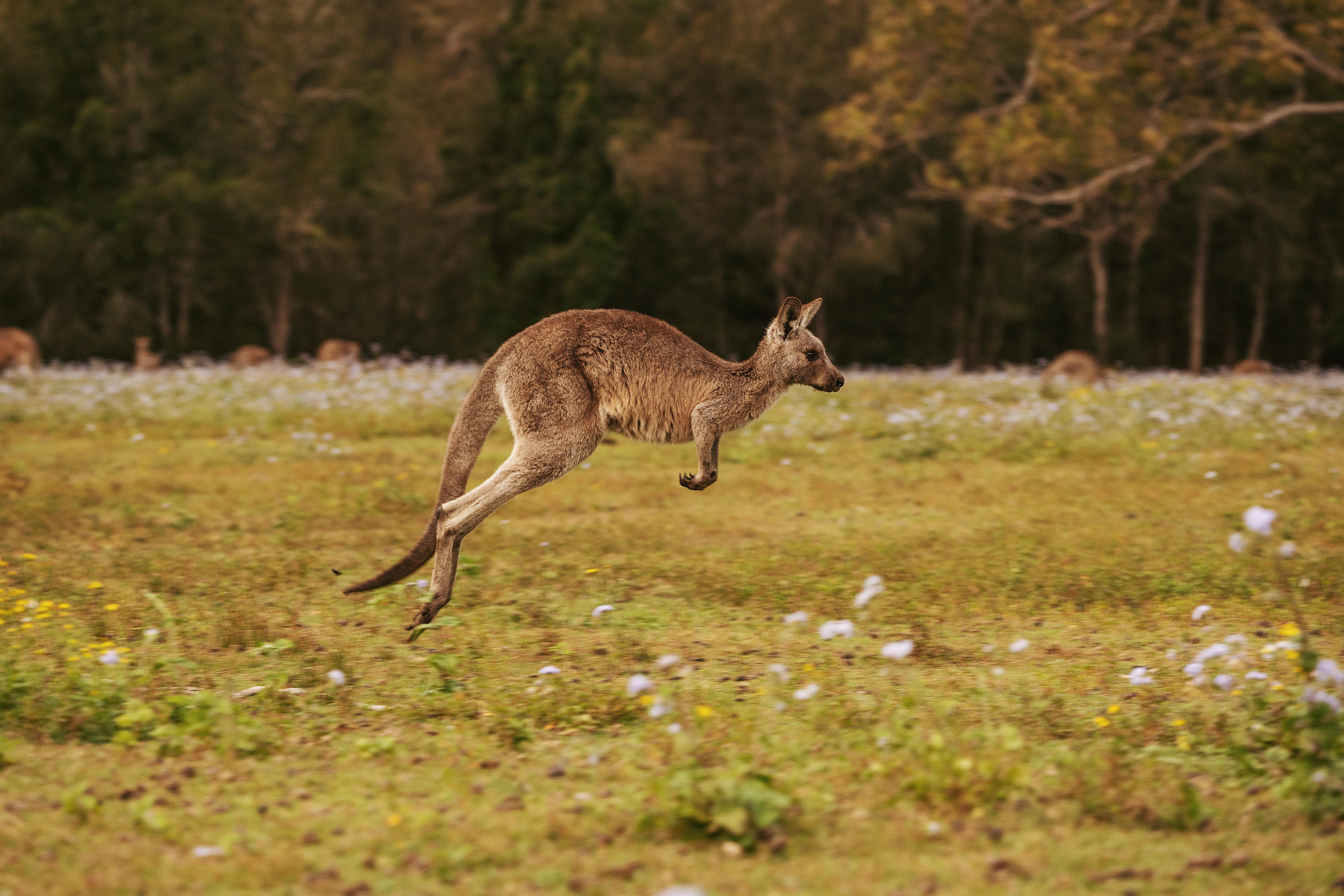 Brown Kangaroo on Green Grass Field