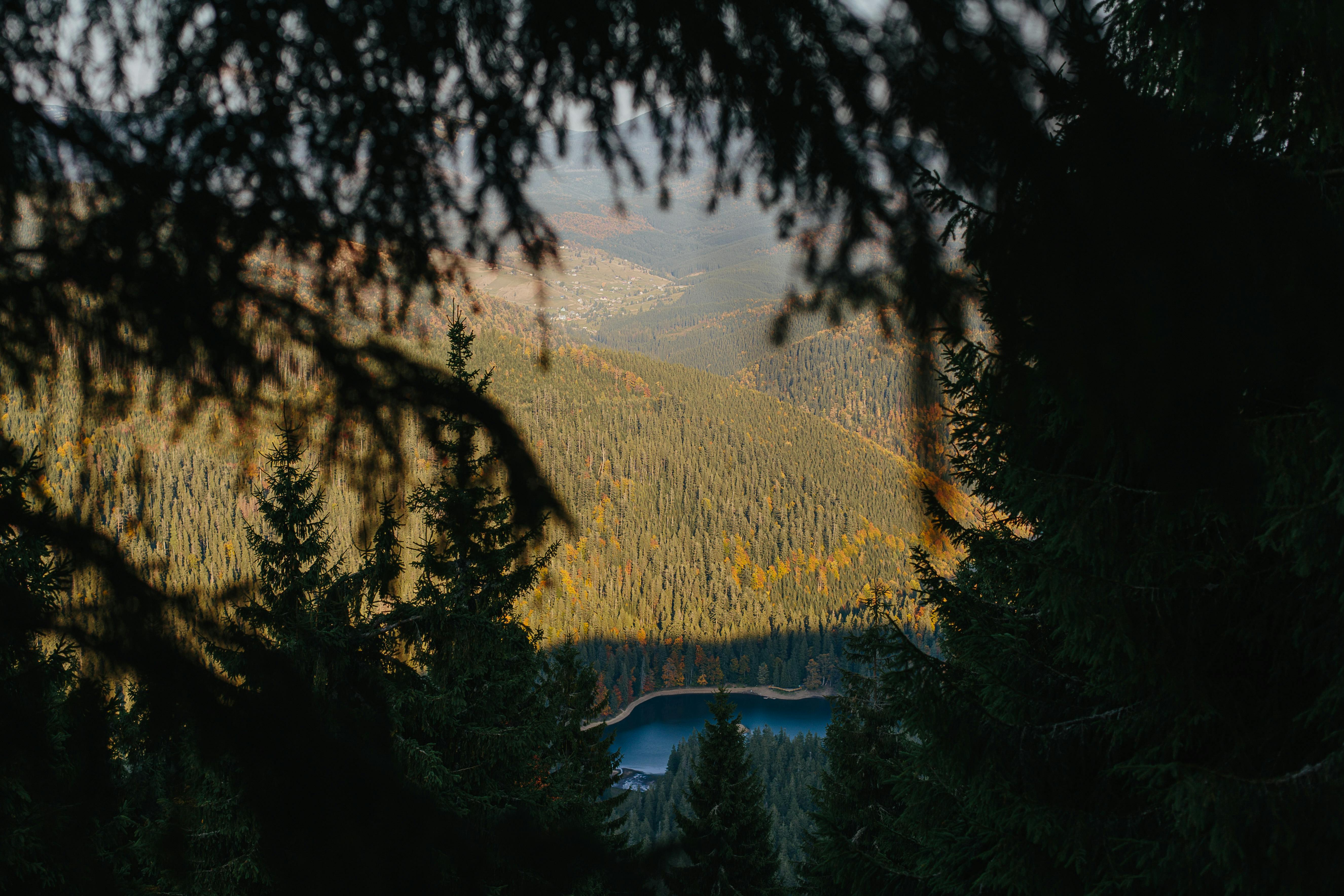透过松树，可以看到前景中常绿森林和远处山脉的美丽景色