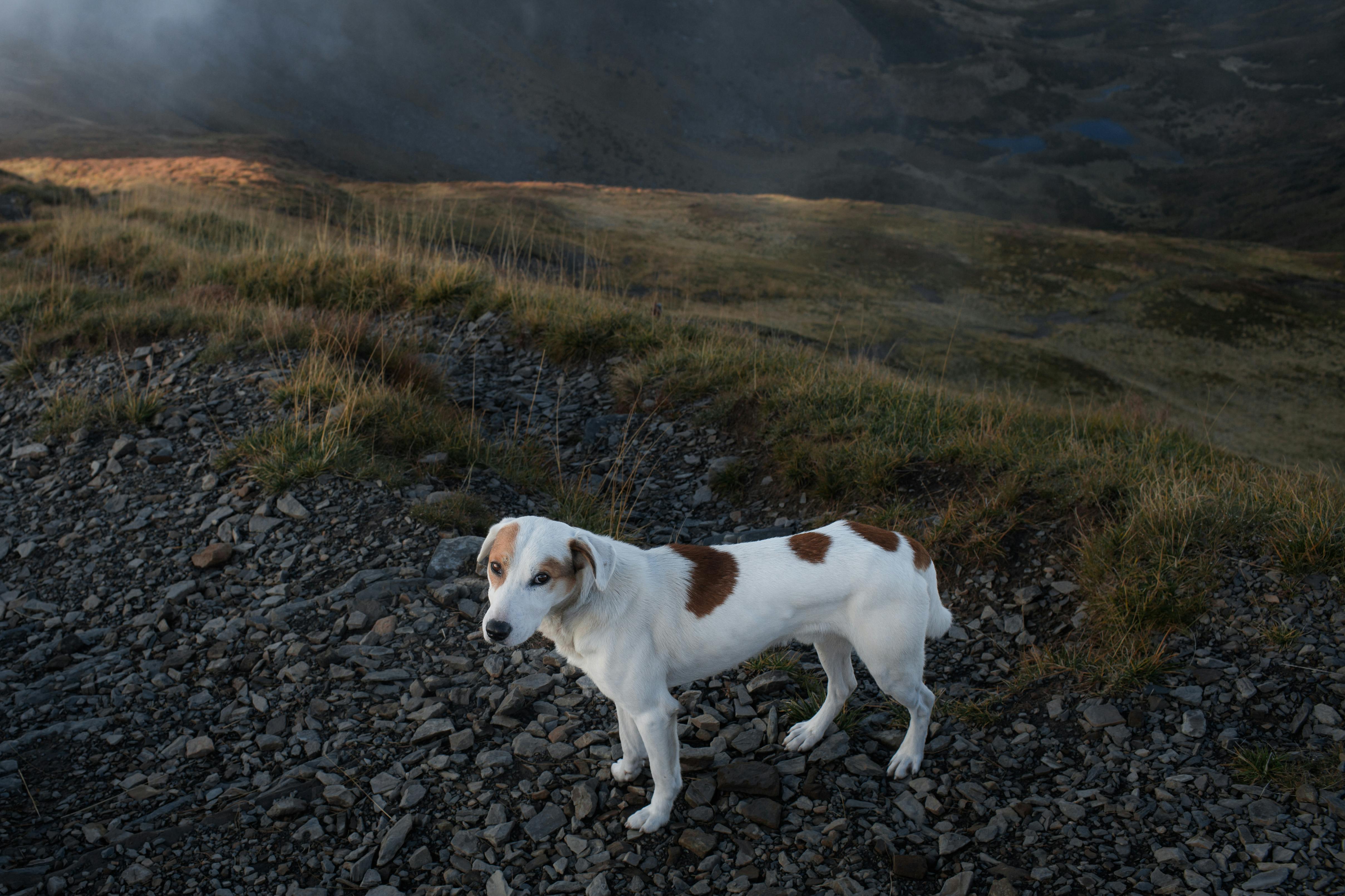 The Eightfold Path For The Householder Jack Kornfield