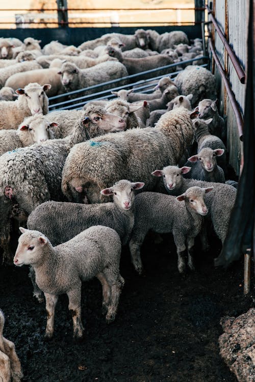 Flock of sheep and lambs with fluffy gray wool standing in sheepfold in farmyard