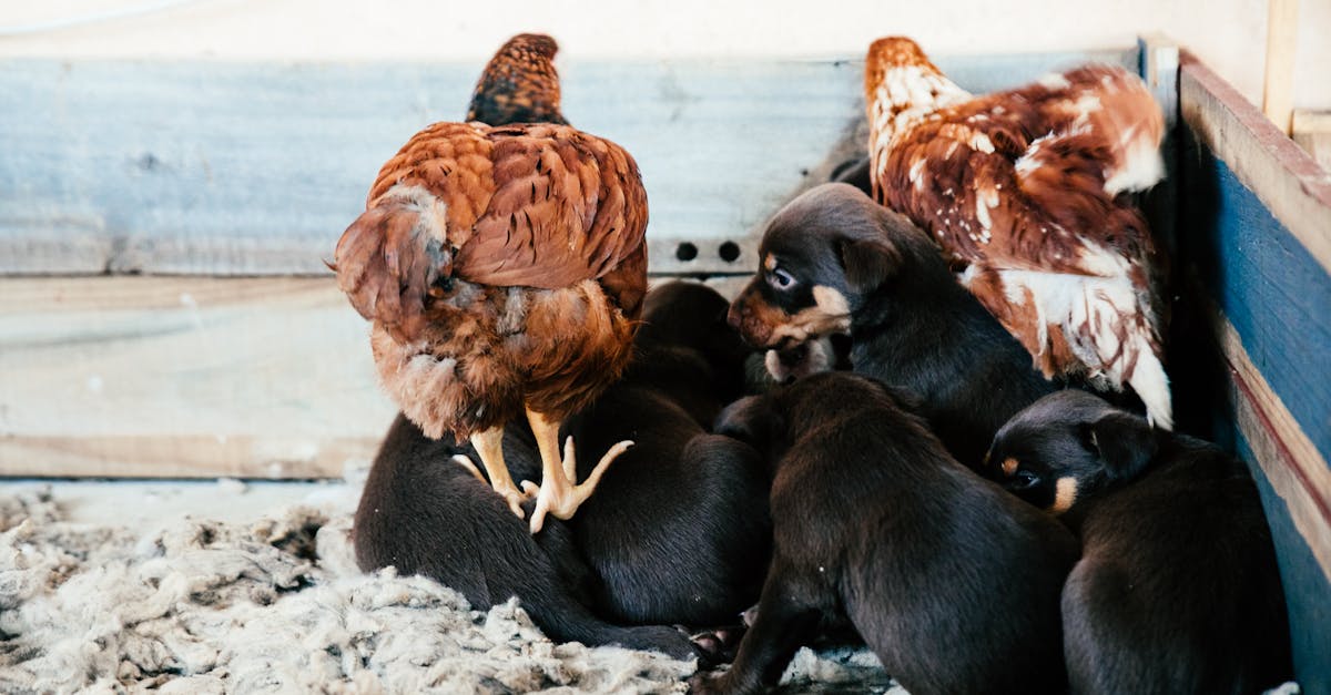 How much chicken and rice to feed dog based on weight