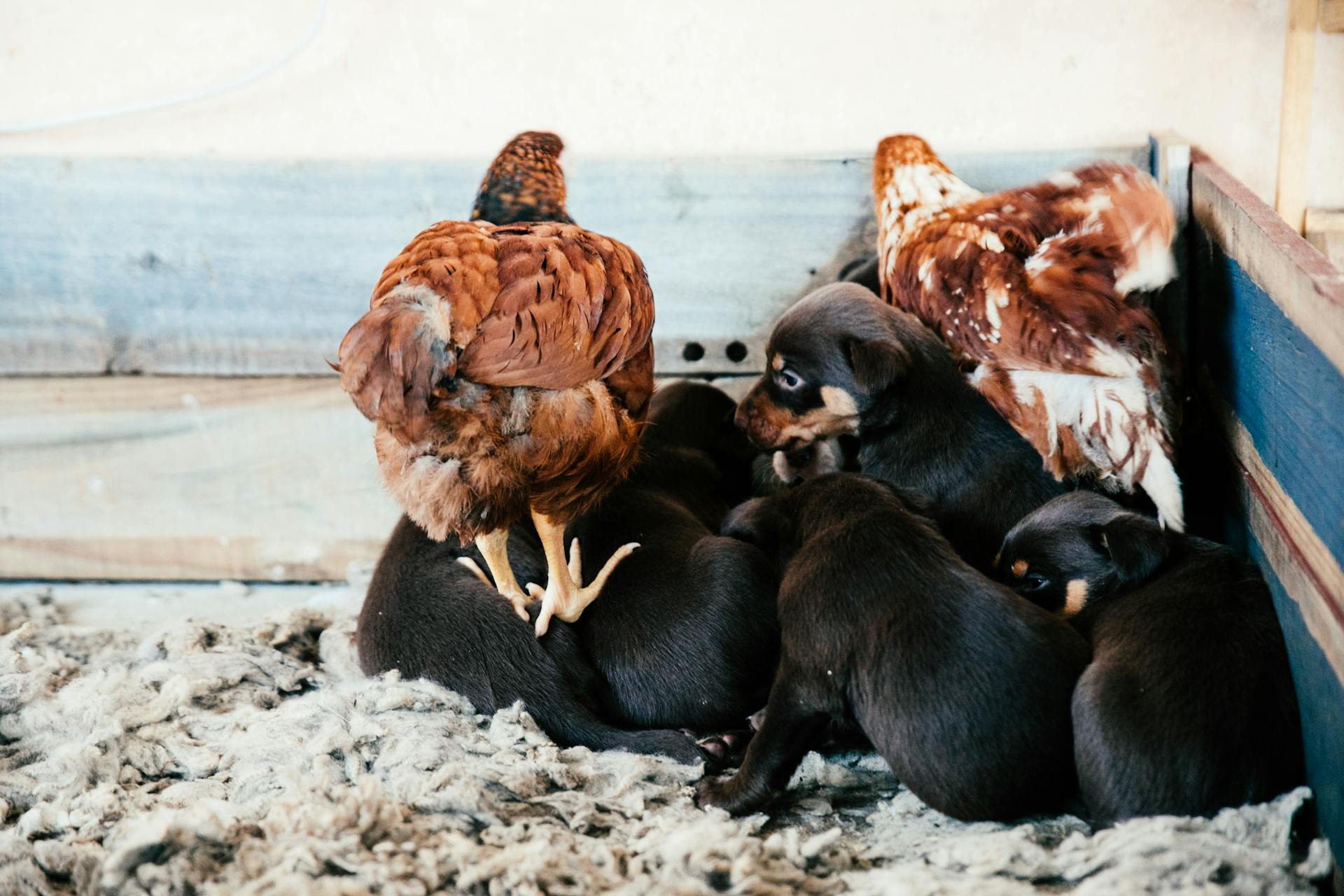 Adorable puppies with hens on soft wool in farmyard