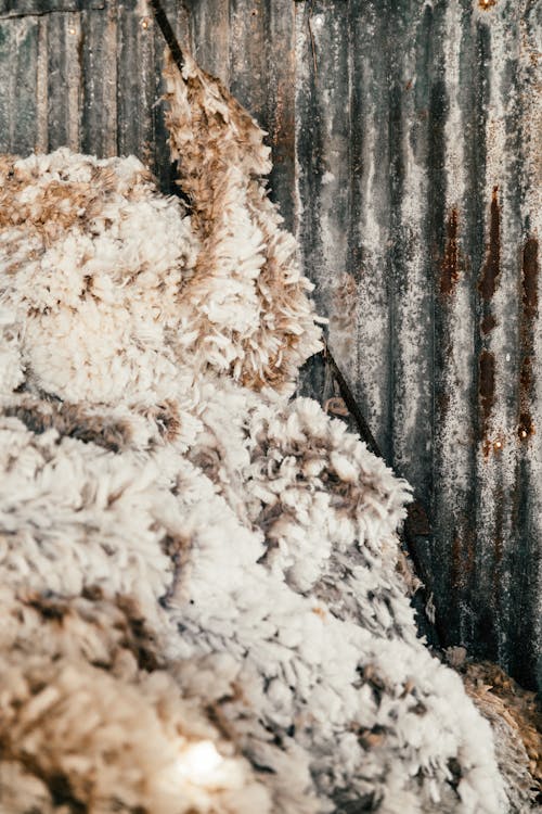 Fluffy gray wool against aged metal ribbed wall with corrosion in farmyard in daytime