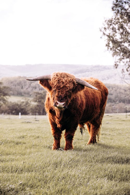 Brown furry buffalo with horns standing on green grass on field in nature in daytime near trees and looking at camera