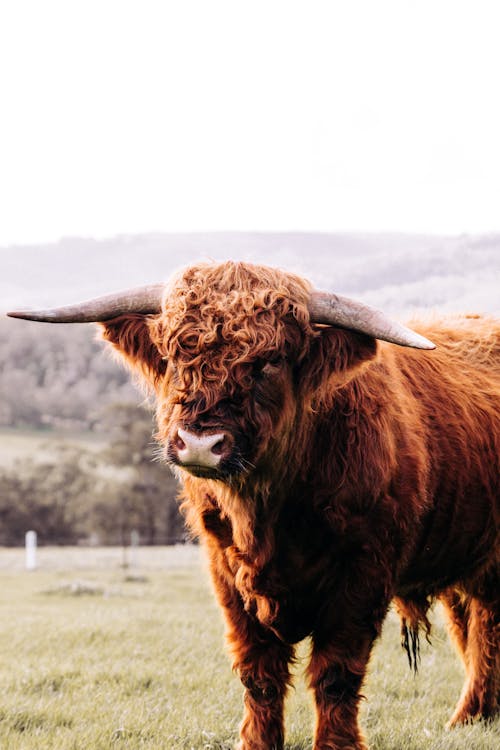 Fluffy buffalo on grassy field in countryside