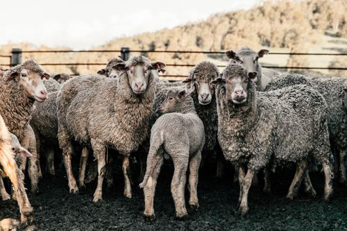 Free Flock with fluffy sheep standing in dirty terrain near fence in countryside near trees on hills in daytime Stock Photo
