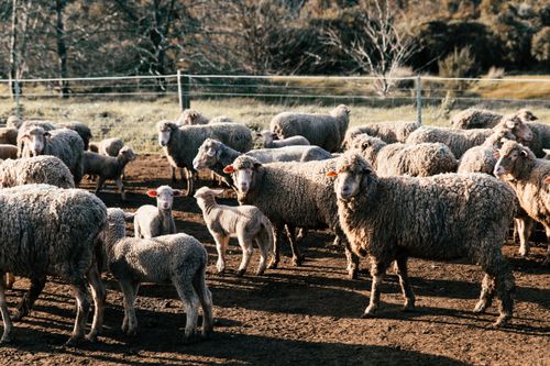 Free Flock of domestic sheep with cute lambs walking in enclosure in rural ranch on sunny summer day Stock Photo