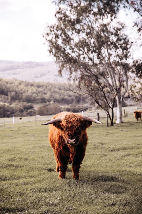 Full body serious fluffy bull with long horns standing on grassy lush meadow and looking at camera attentively in summer village