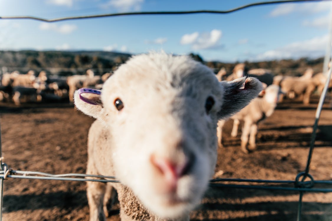 Free Funny sheep standing in enclosure and sniffing camera Stock Photo