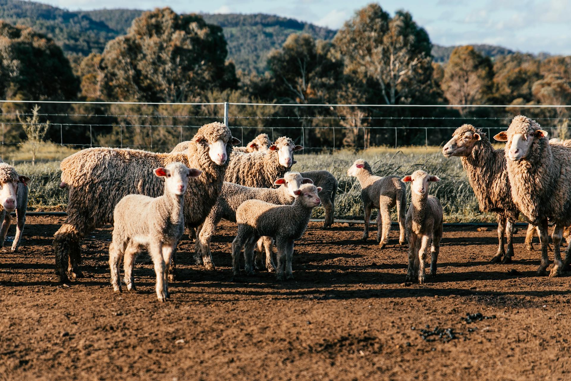 Flock of domestic sheep and cute lambs standing in enclosure in farm on clear summer day