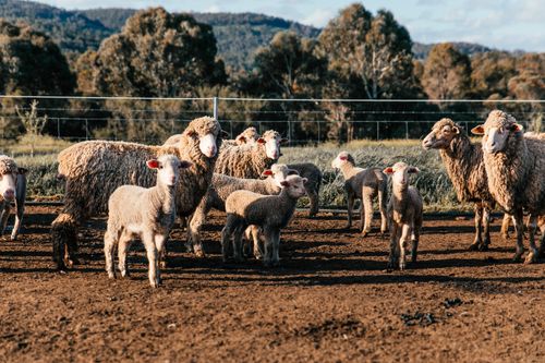 Free Flock of domestic sheep and cute lambs standing in enclosure in farm on clear summer day Stock Photo